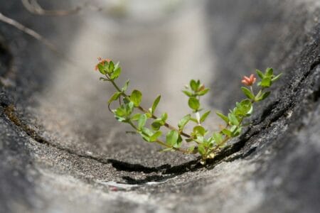 resilient plant growing in concrete crevice