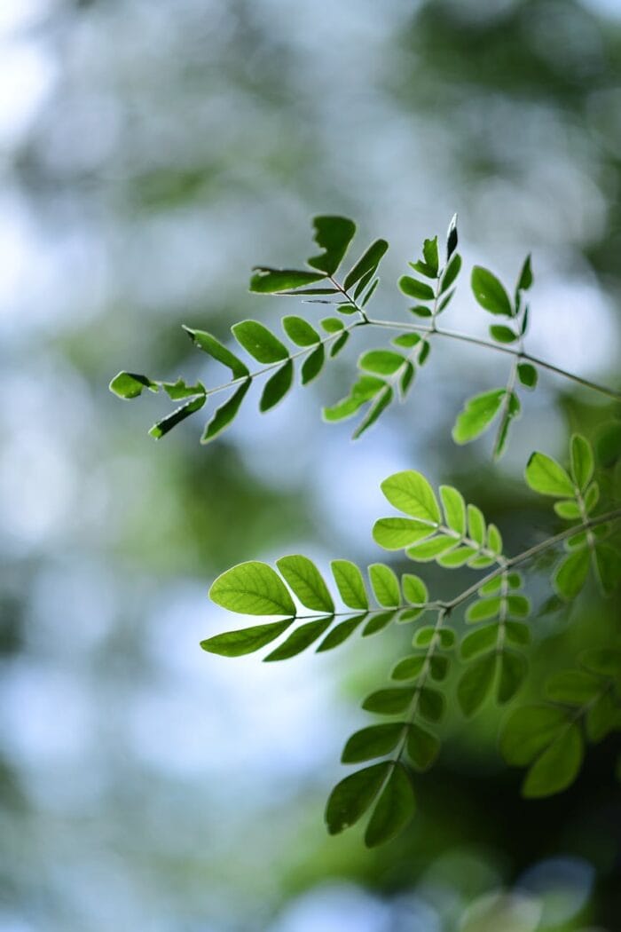 close up of green leaves against blurred background